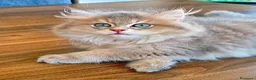 British gatti in vendita: British Longhair maschio Blue Golden Shell  - Annuncio 3