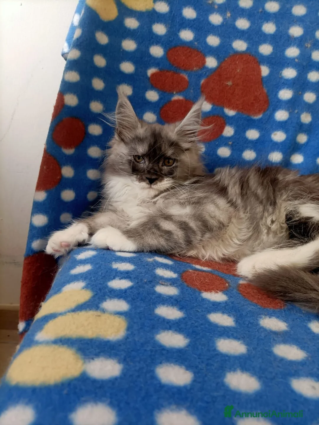 Maine Coon gatti in vendita: Cucciole di Maine Coon  - Annuncio 13