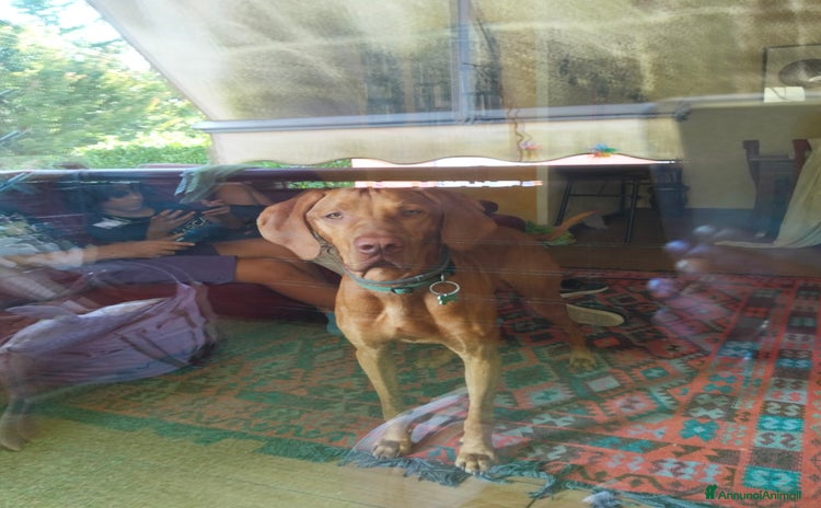 Vizsla cani - Annuncio 1
