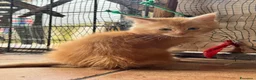 Maine Coon gatti in vendita: MAINE COON BLACK SOLID pedigree aperto, in 3 rate  - Annuncio 11