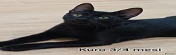 Europeo gatti in regalo: GATTINI BISOGNOSI IN CERCA D'AMORE  a Città Metropolitana di Bologna - Annuncio 9