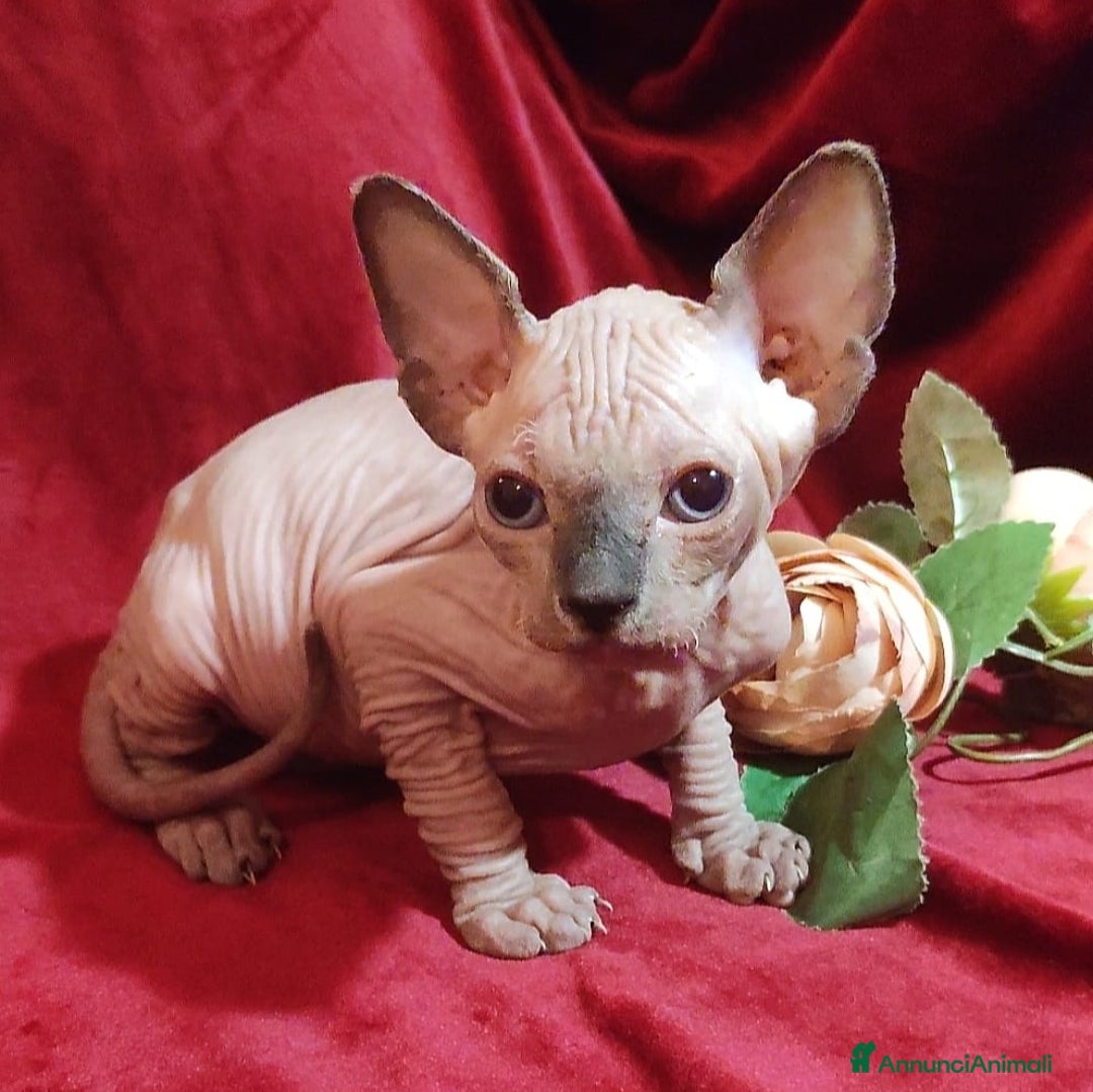 Sphynx gatti in vendita: Gattini ELFO STREAT GATTO NUDO - sphynx  - Annuncio 2