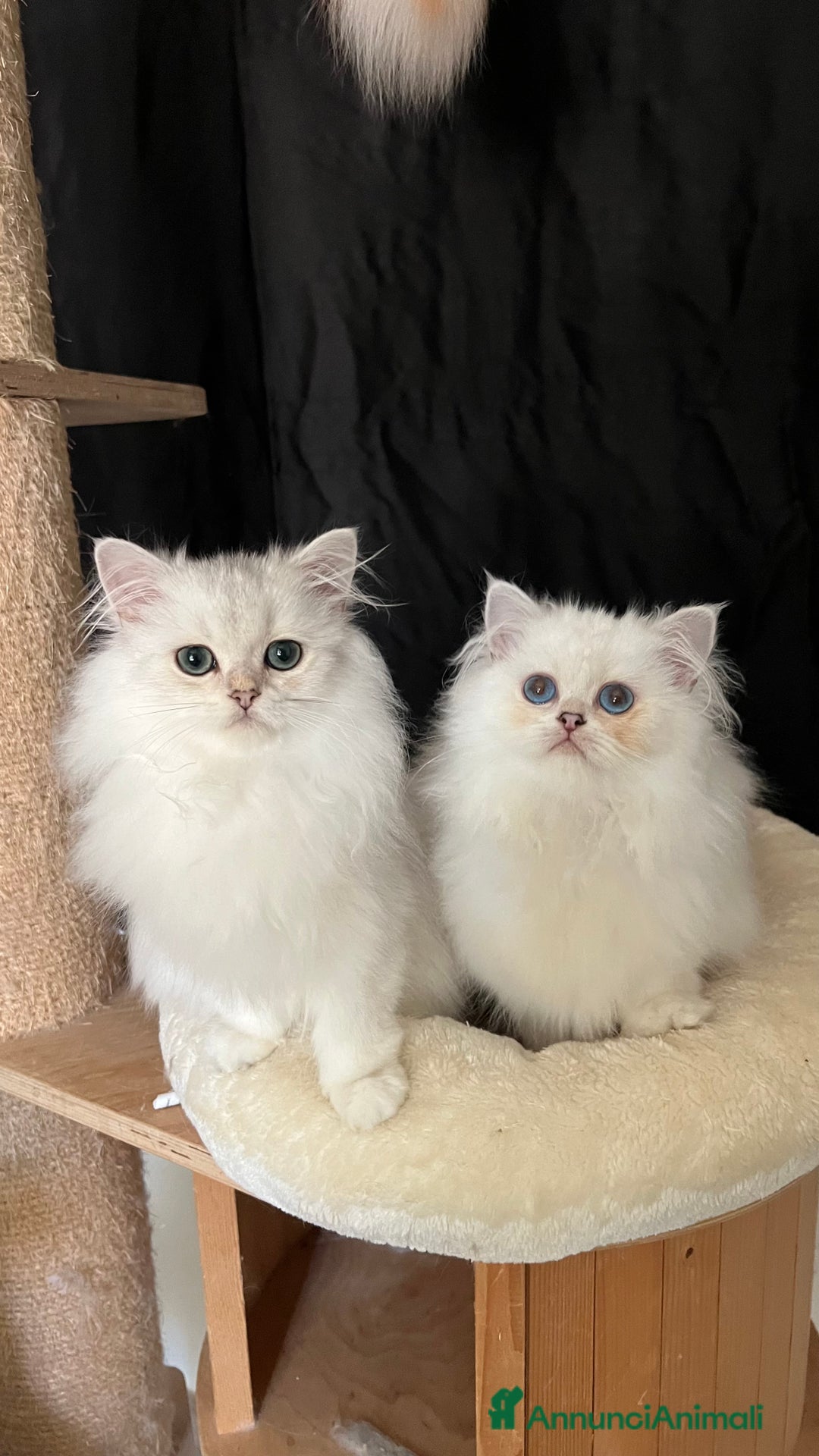 British gatti in vendita: British longhair - Annuncio 10