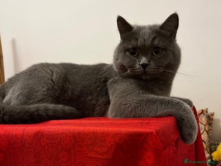 British gatti GATTO MERAVIGLIOSO - Annuncio 1