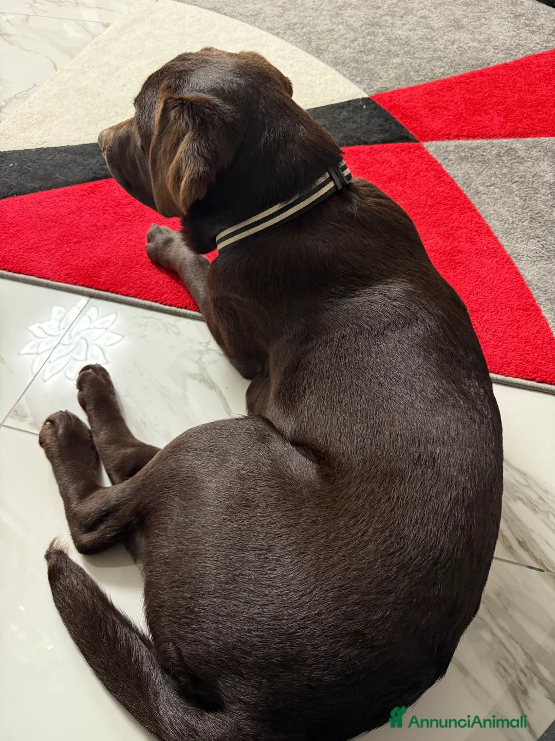 Labrador cani in vendita: Labrador Chocolate - Annuncio 2