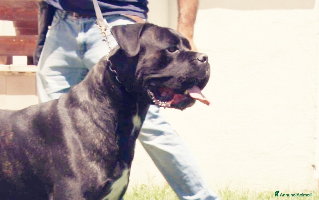 Immagine della galleria {{count}}