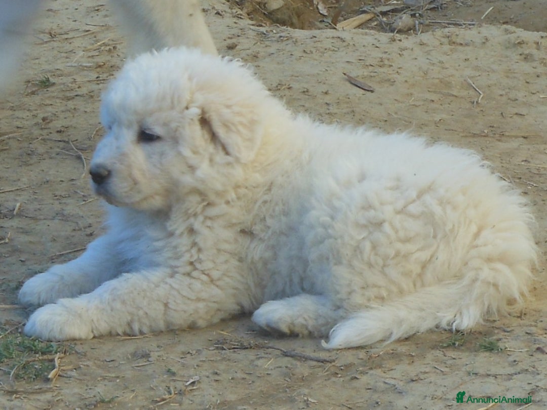 Pastore Maremmano cani in vendita: cuccioli di pastore maremmano abruzzese  - Annuncio 7