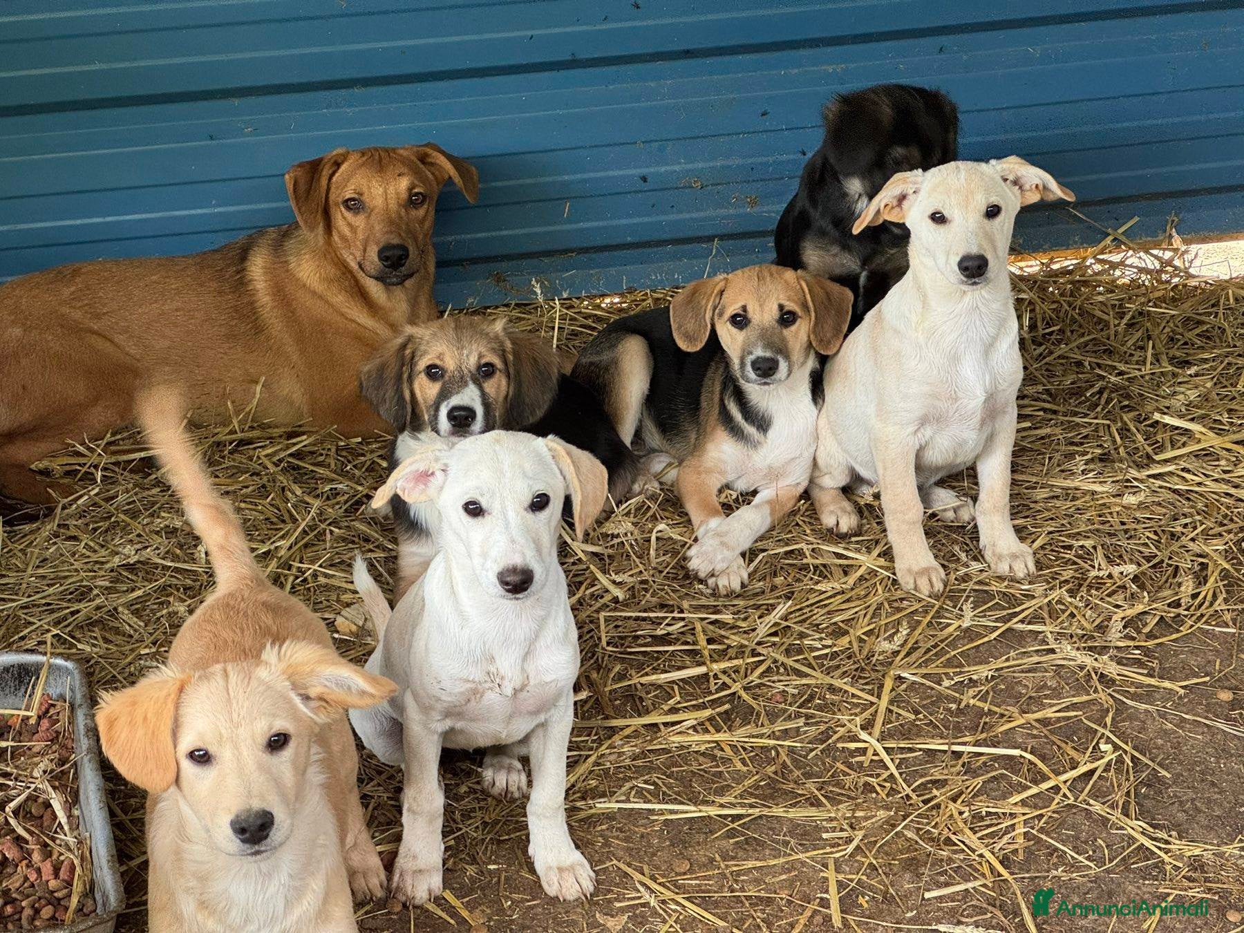Meticcio cani 6 CUCCIOLI NANETTI cercano coccole! - Annuncio 12