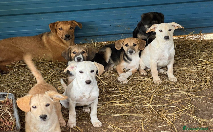 Meticcio cani 6 CUCCIOLI NANETTI cercano coccole! - Annuncio 2