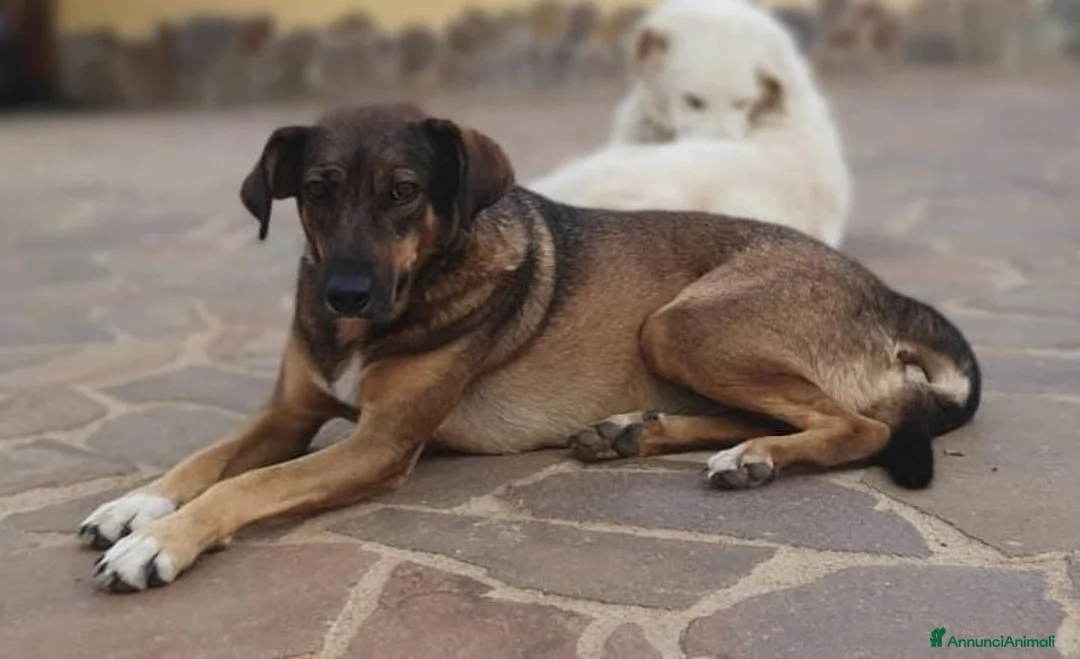 Meticcio cani in regalo: MINA una vita difficile dea raccontare a Pomezia - Annuncio 9