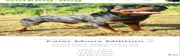 Rottweiler cani in vendita: Cuccioli Rottweiler  - Annuncio 11