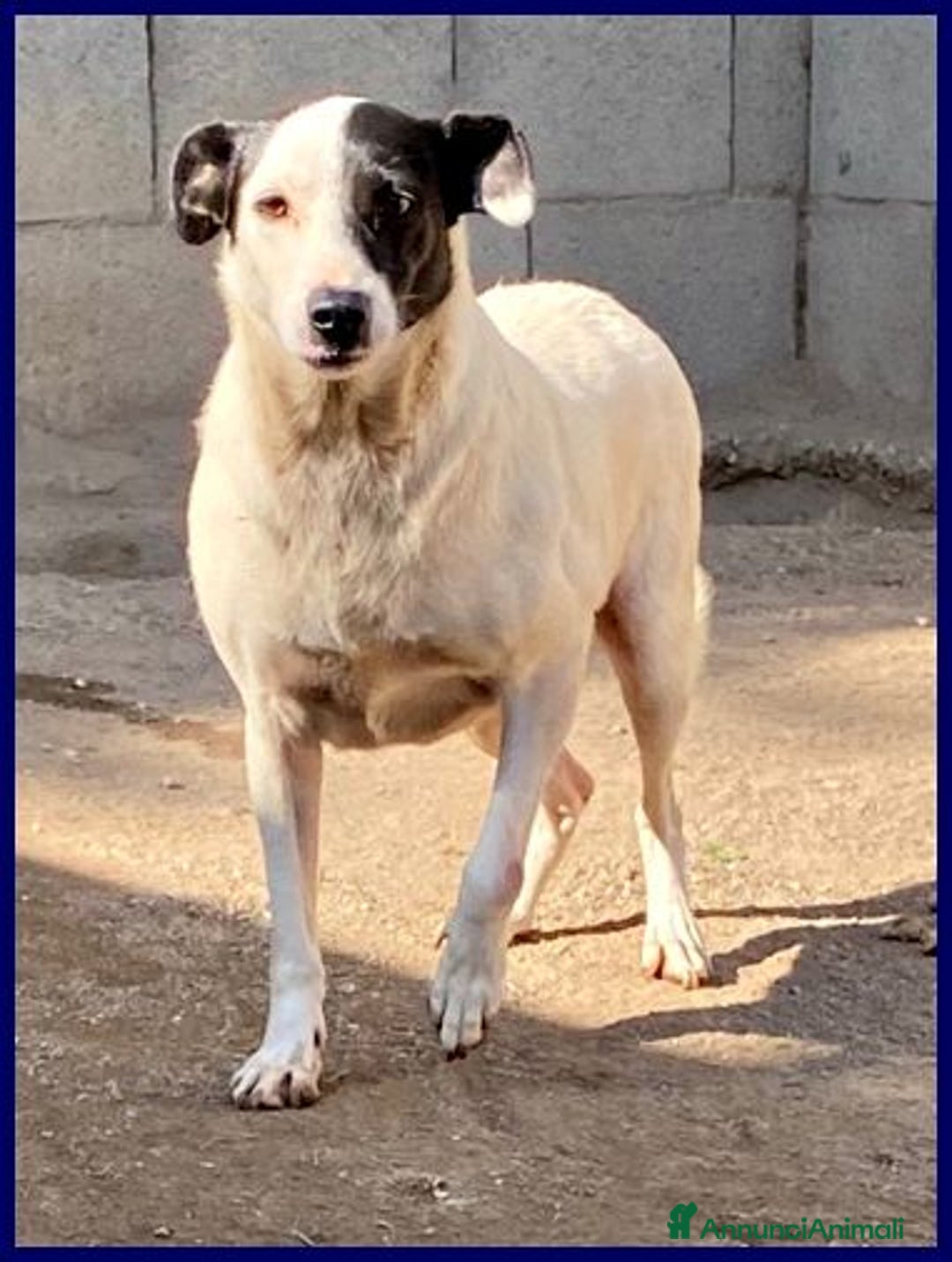 Meticcio cani in regalo: MASCIA bella e particolare!Timidina tg mediopicc. - Annuncio 6