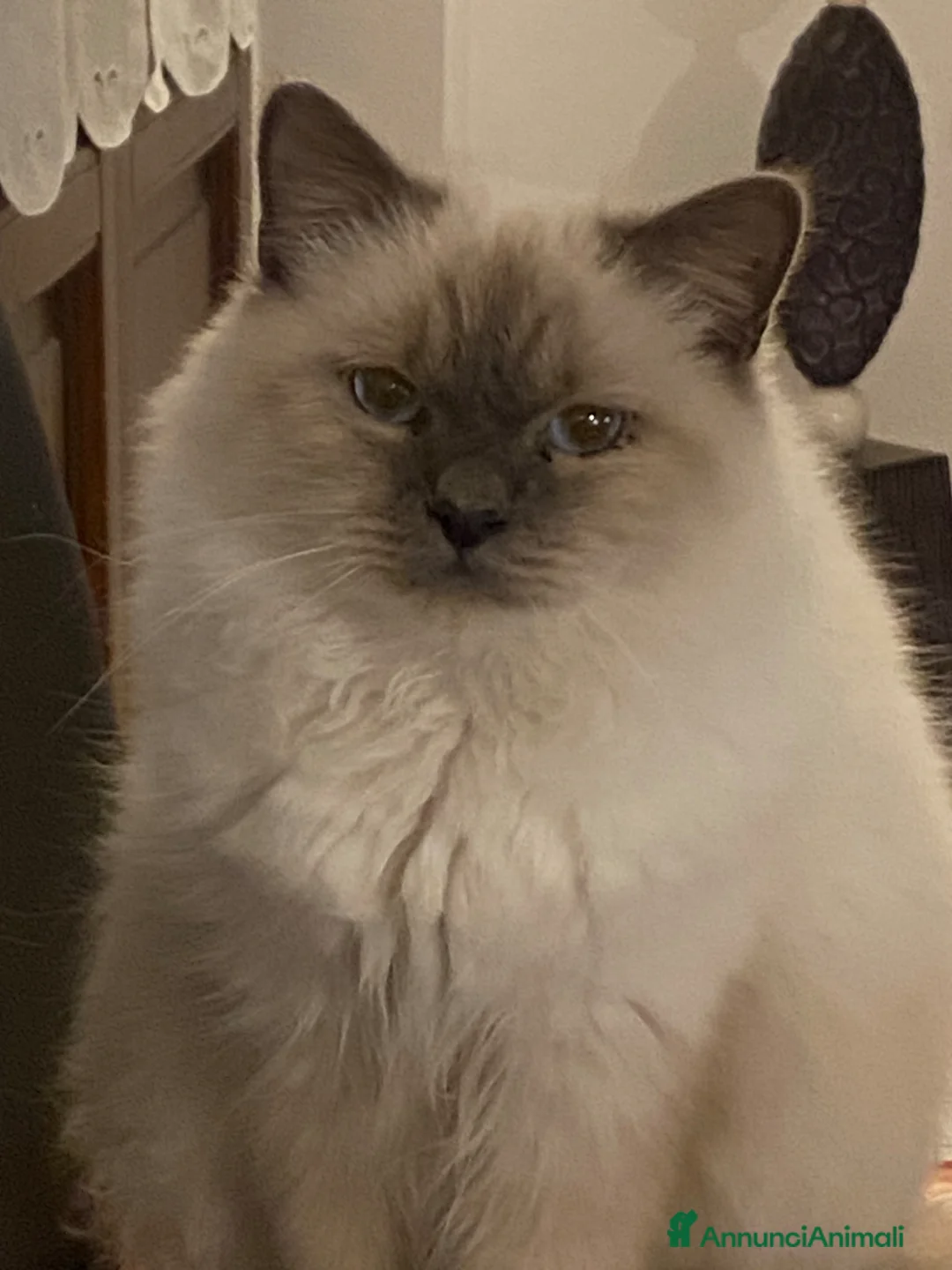 Sacro di Birmania gatti in vendita: Gattino sacro di birmania - Annuncio 2