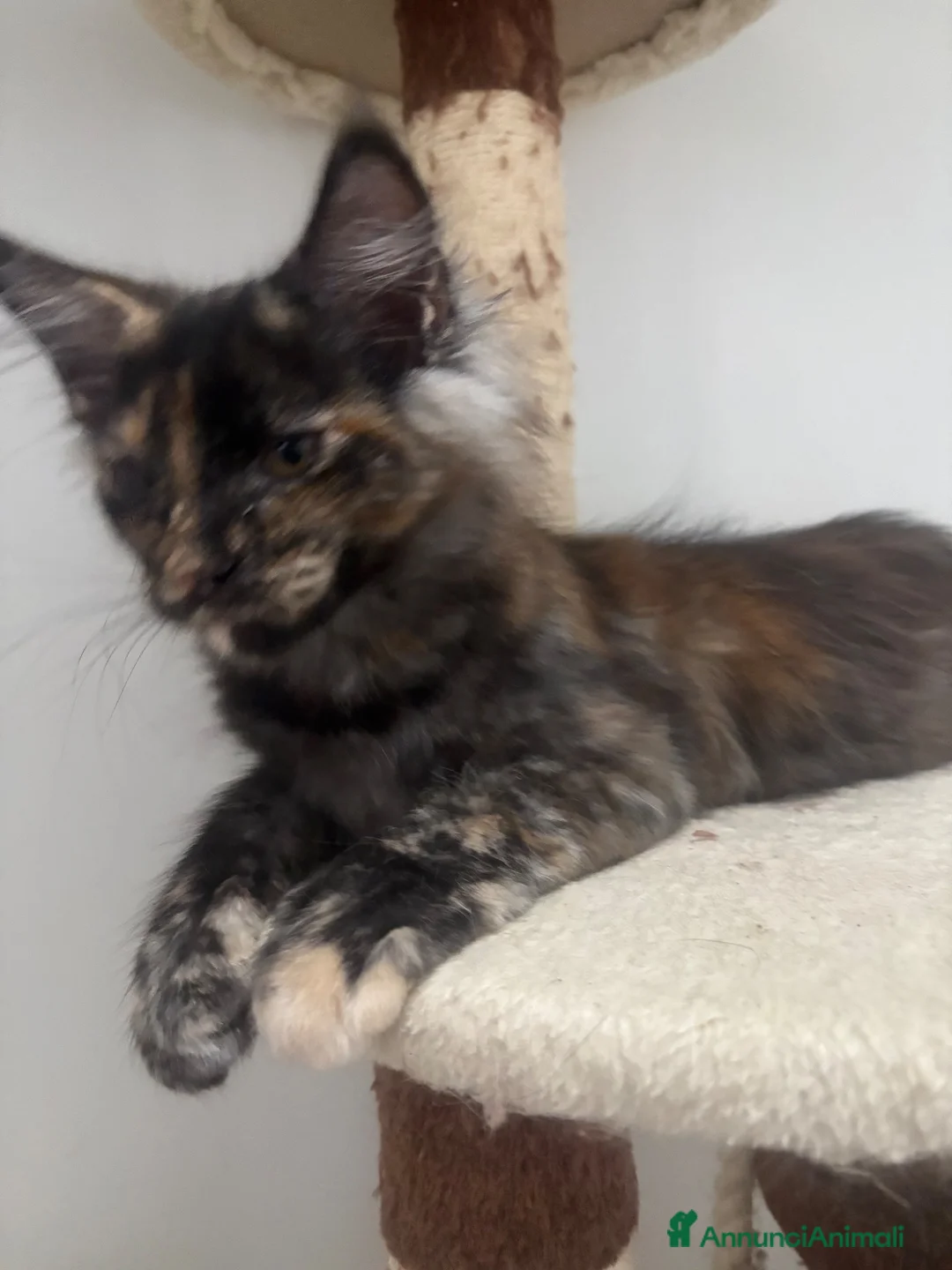 Maine Coon gatti in vendita: Cucciola Mainecoon - Annuncio 2
