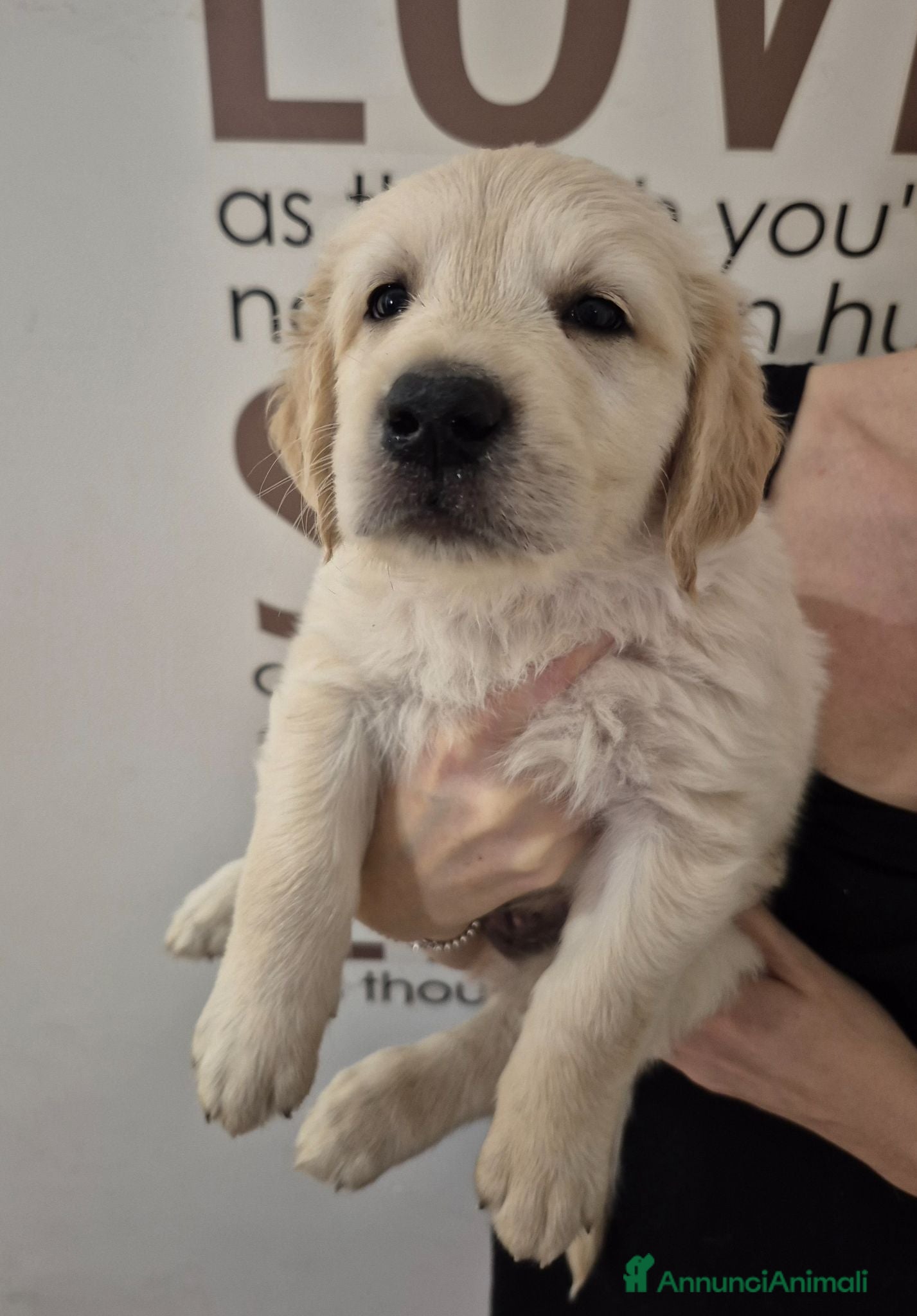 Golden Retriever cani Cucciolo maschio di golden retriever con pedigree - Annuncio 1