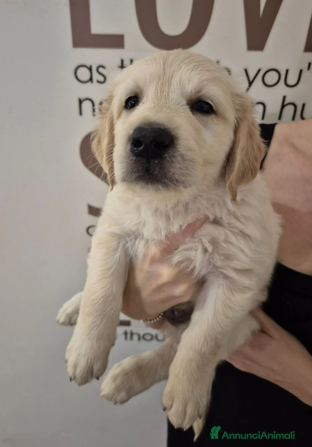 Golden Retriever cani in vendita: Cucciolo maschio di golden retriever con pedigree - Annuncio 1