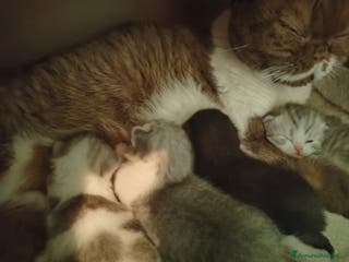 Scottish gatti CUCCIOLI SCOTTISH STRAIGHT MASCHIO E FEMMINA - Annuncio 15