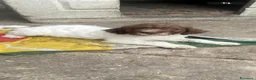 Meticcio cani in vendita: Bellissimi cuccioli Lagotto e Pointer a Città Metropolitana di Torino - Annuncio 6