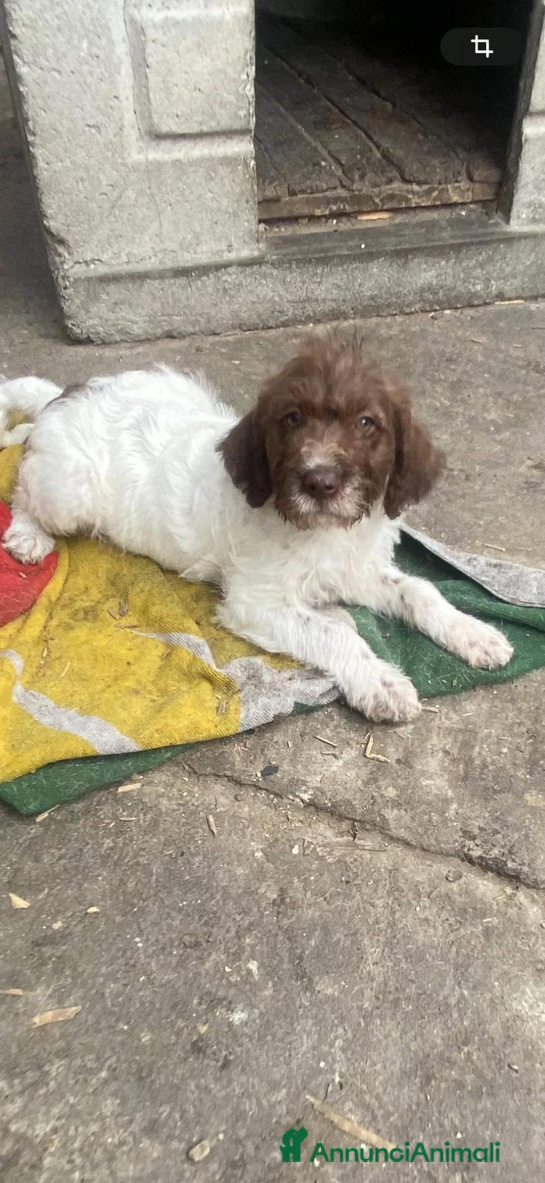 Meticcio cani in vendita: Bellissimi cuccioli Lagotto e Pointer a Città Metropolitana di Torino - Annuncio 6