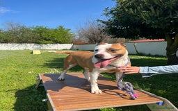 American Staffordshire cani in regalo: MAYA BELLISSIMA AMSTAFF a Città metropolitana di Milano - Immagine 5