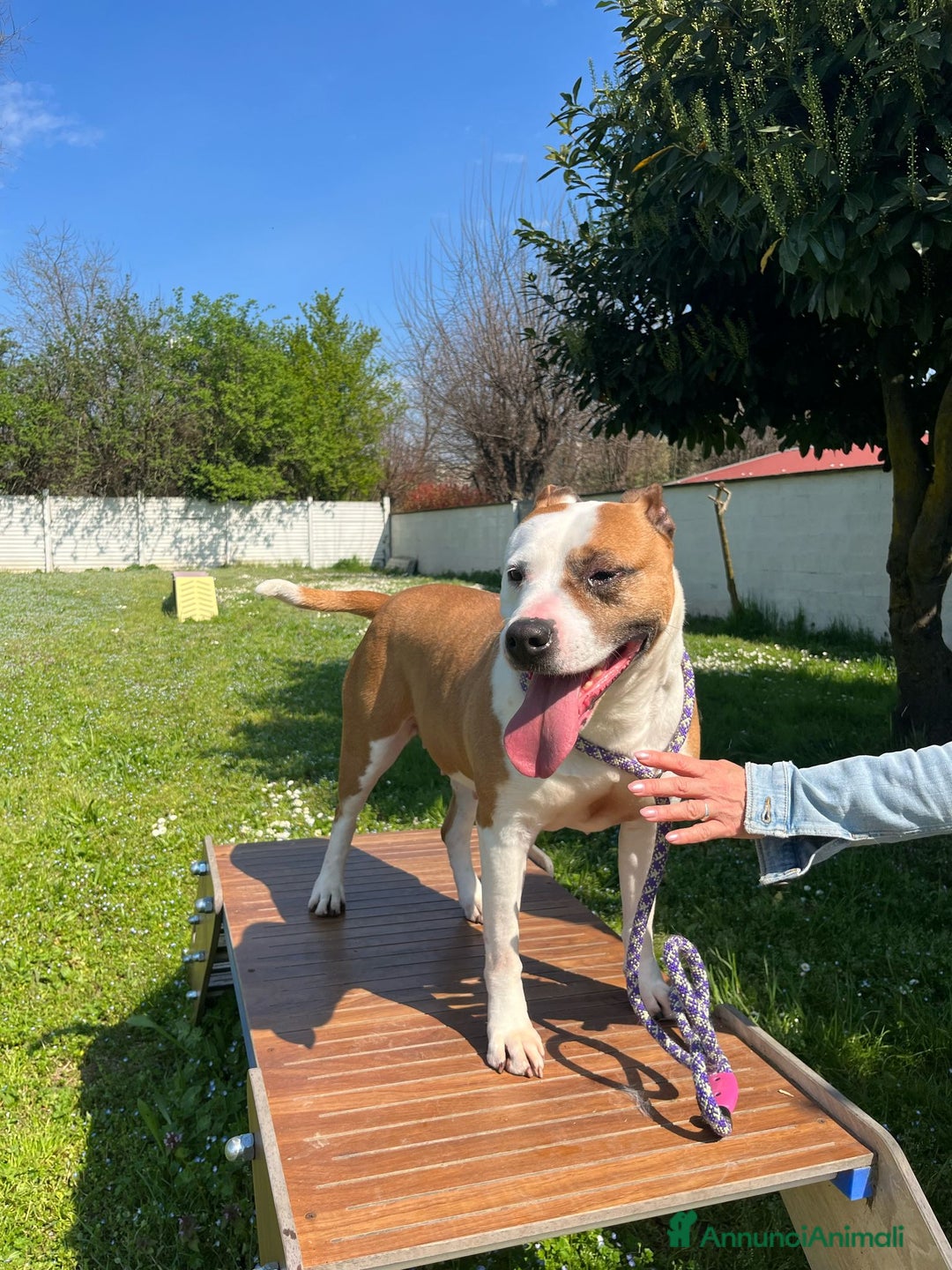 American Staffordshire cani in regalo: MAYA BELLISSIMA AMSTAFF a Città metropolitana di Milano - Immagine 5