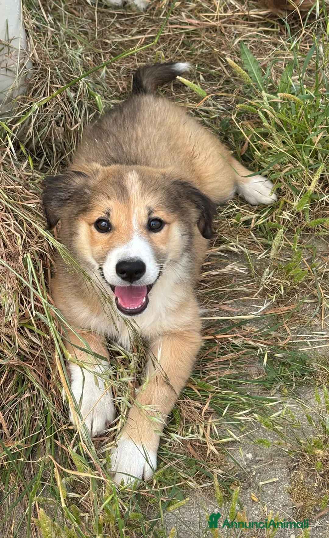 Meticcio cani in regalo: CUCCIOLI ESCLUSI E SOLI!!! a Città Metropolitana di Genova - Annuncio 2