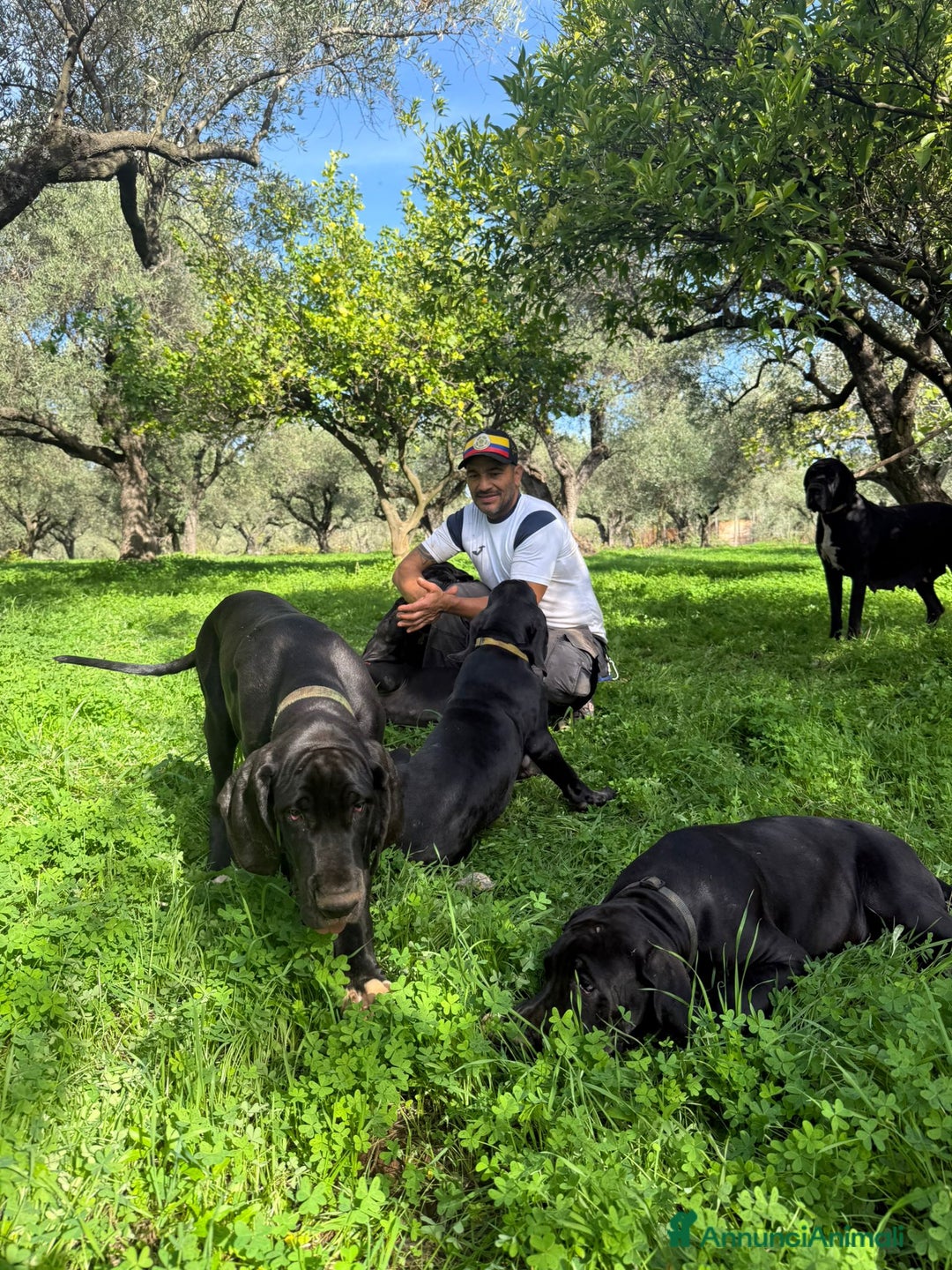 Alano cani in vendita: Cuccioli di Alano nero, ad alta geneaologia - Annuncio 3