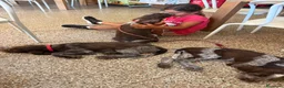 Spinone cani in vendita: Cuccioli di Spinone Italiano - Annuncio 23