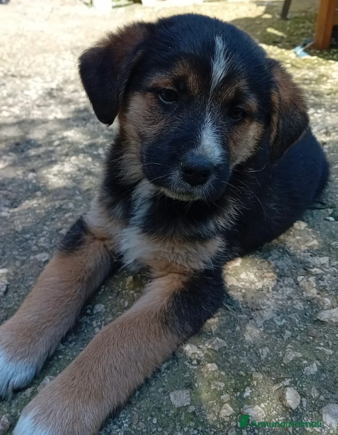 Meticcio cani in regalo: Regalo cuccioli di cane taglia media - Annuncio 2