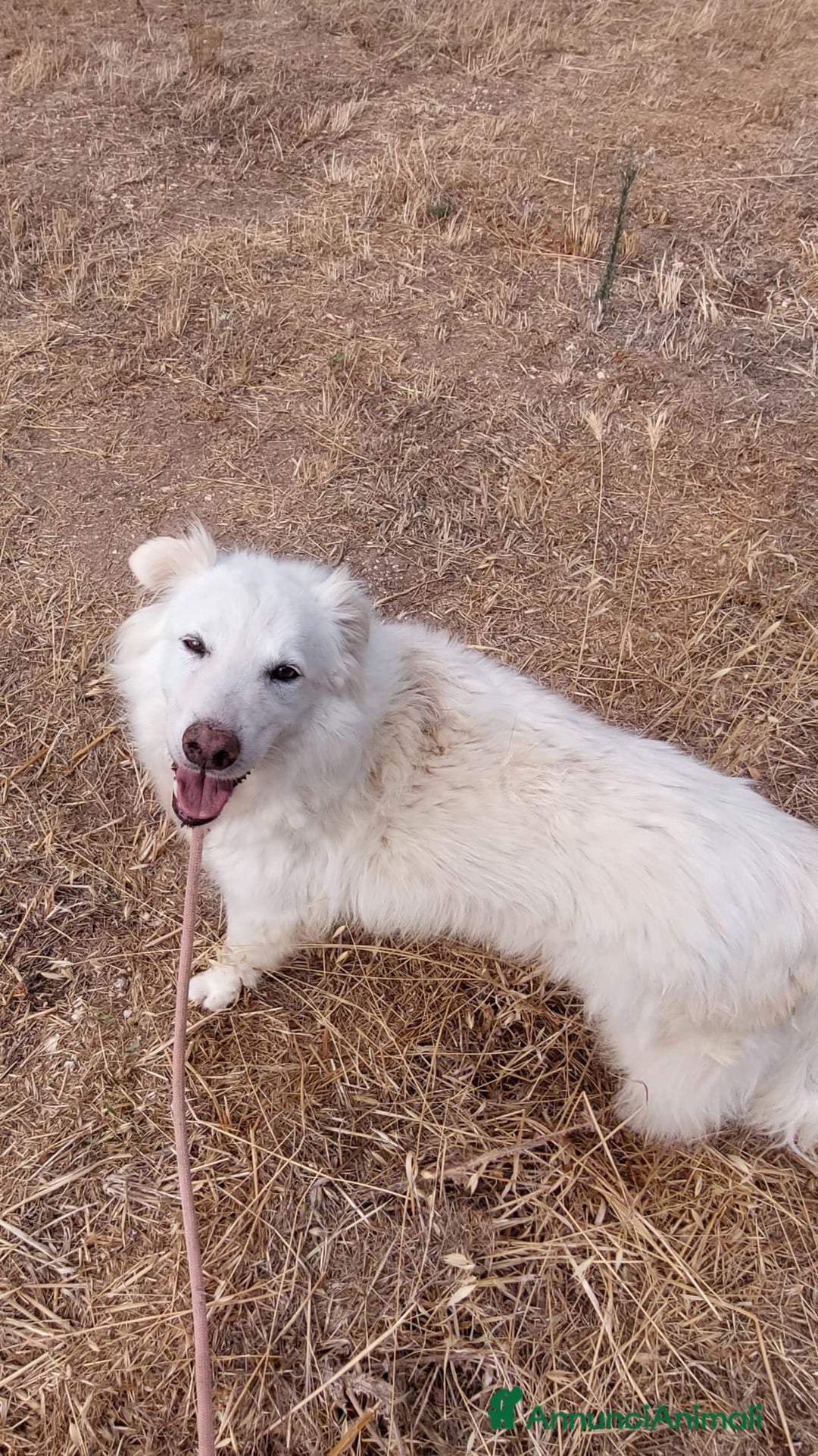 Meticcio cani in regalo: Nonna Penny Cerca Famiglia. Info Monica 3890238584 - Annuncio 17