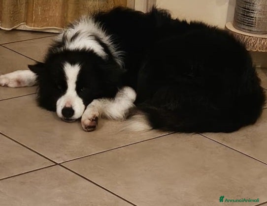Border Collie cani Funny Border Collie 9anni ex fattrice.MILANO SOS a Città metropolitana di Milano - Annuncio 2