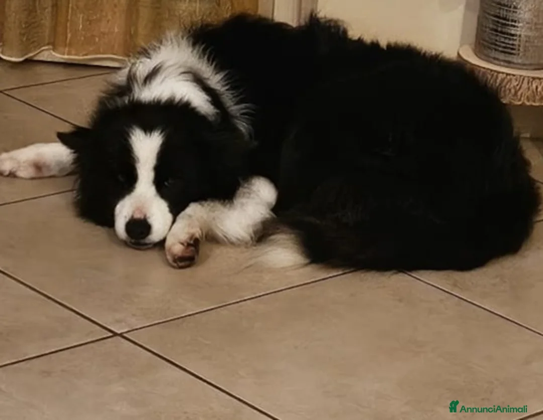 Border Collie cani in regalo: Funny Border Collie 9anni ex fattrice.MILANO SOS a Città metropolitana di Milano - Annuncio 2
