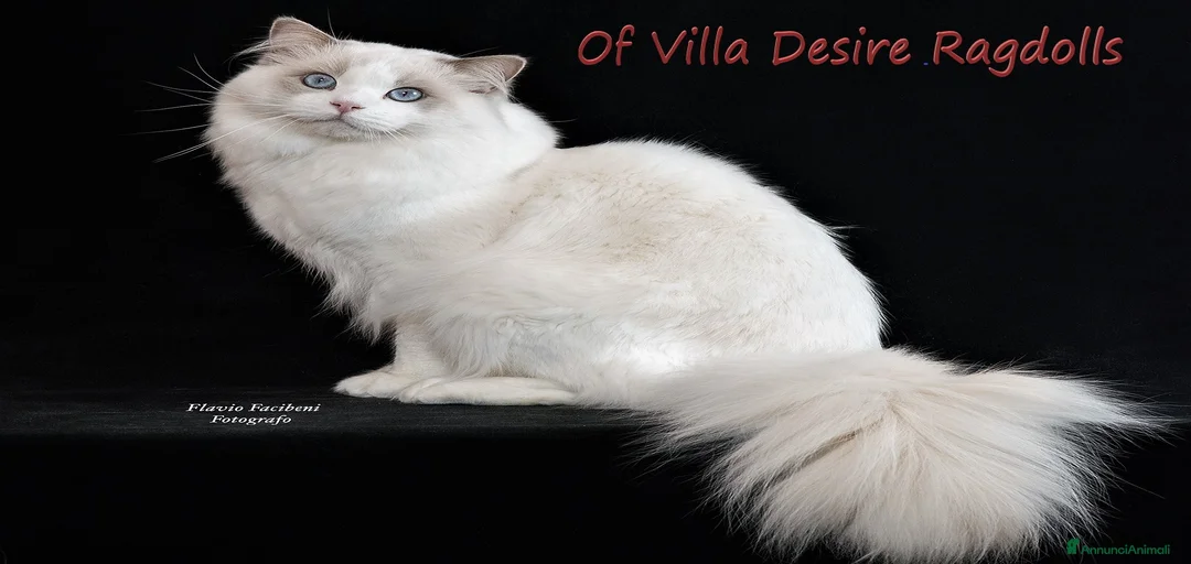 Immagine della galleria {{count}}