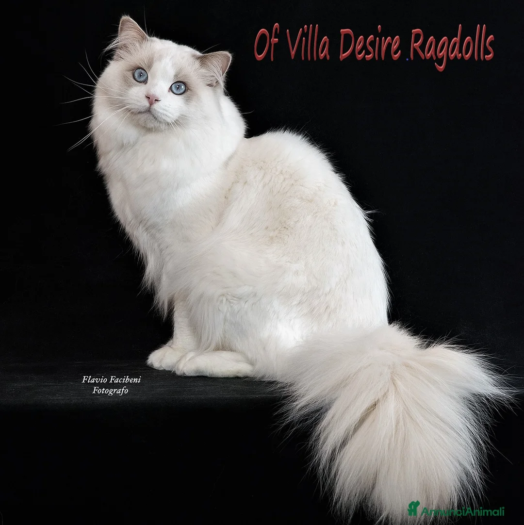 Immagine della galleria {{count}}