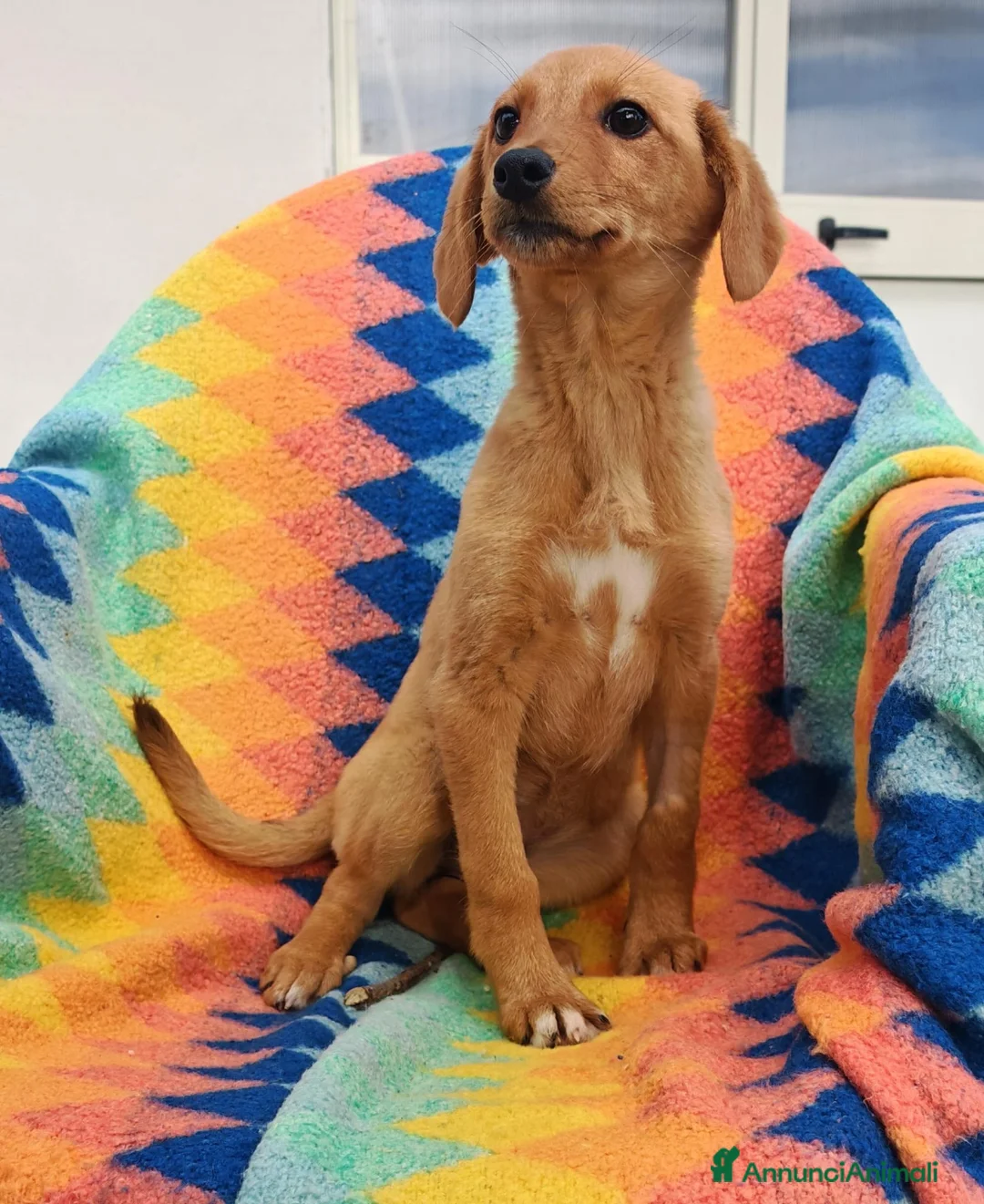 Meticcio cani in regalo: NOCCIOLA 🩷-cucciola taglia medio/piccola sola 😢 - Annuncio 2