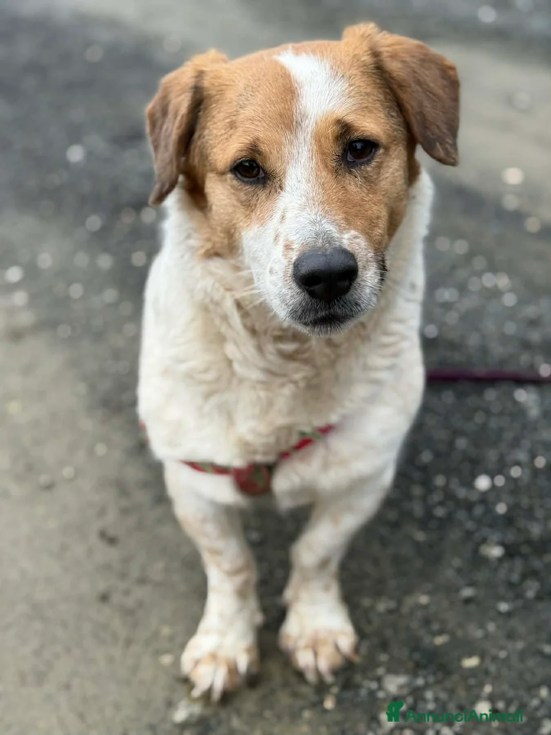 Meticcio cani in regalo: SISSY, dolcissima timidona ZAMPACORTA! - Annuncio 2