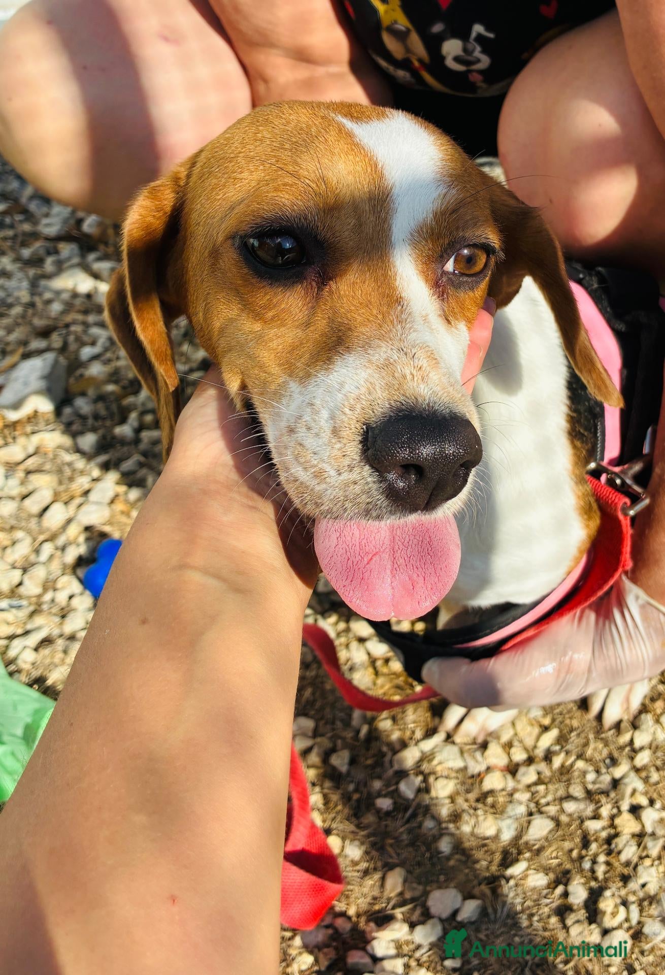 Beagle cani Jill, un amore di Beagle - Annuncio 2