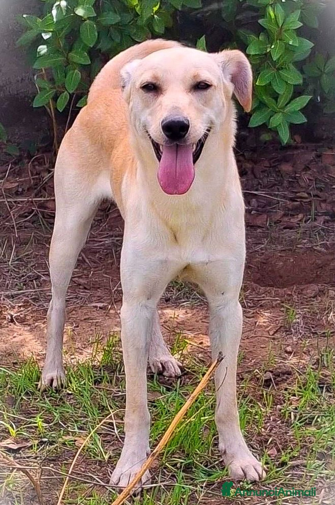 Meticcio cani in regalo: OLLY 💙 - cucciolo docile e coccolone cerca casa🥺 - Annuncio 5