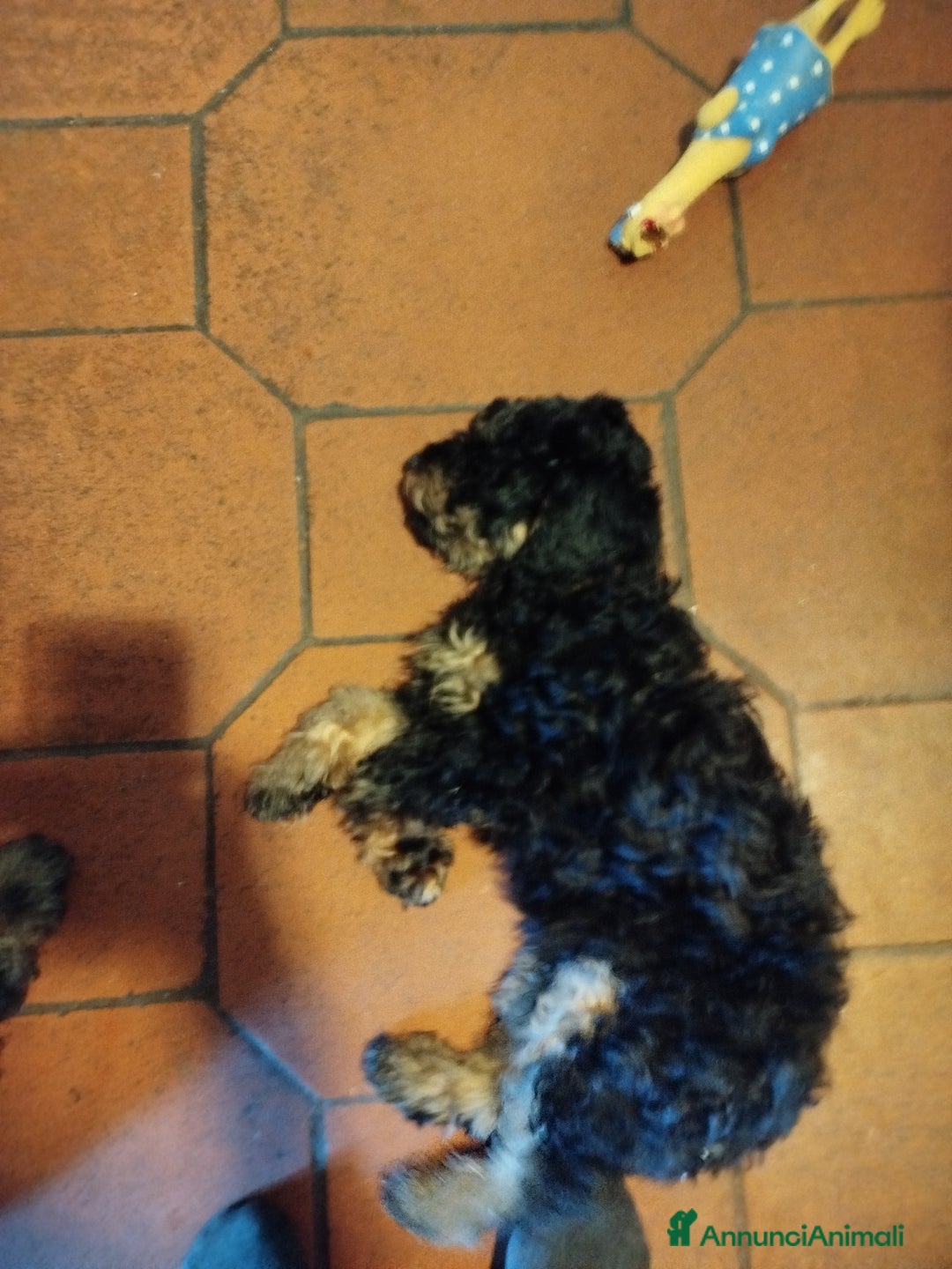 Barboncino cani in vendita: barboncini Phantom  - Immagine 5