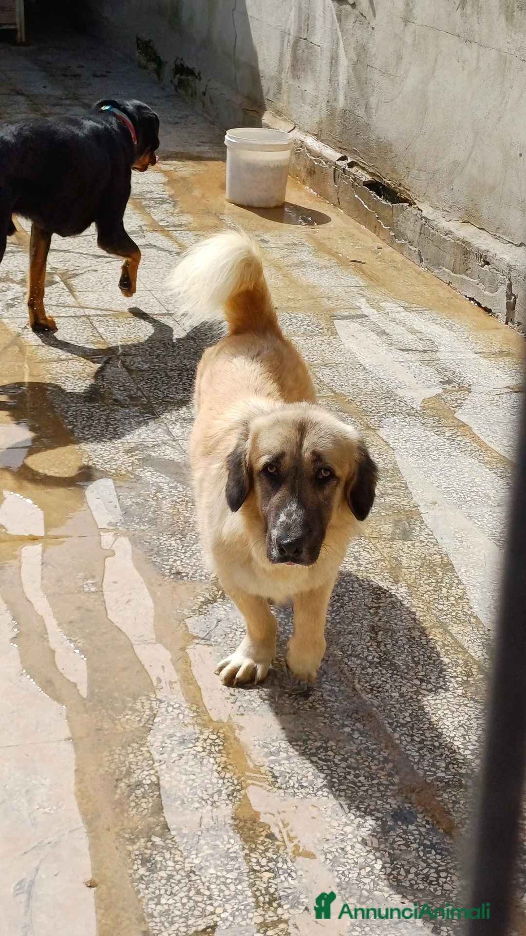 Meticcio cani in regalo: Ciaky cagnolino mansueto e coccolone - Annuncio 11