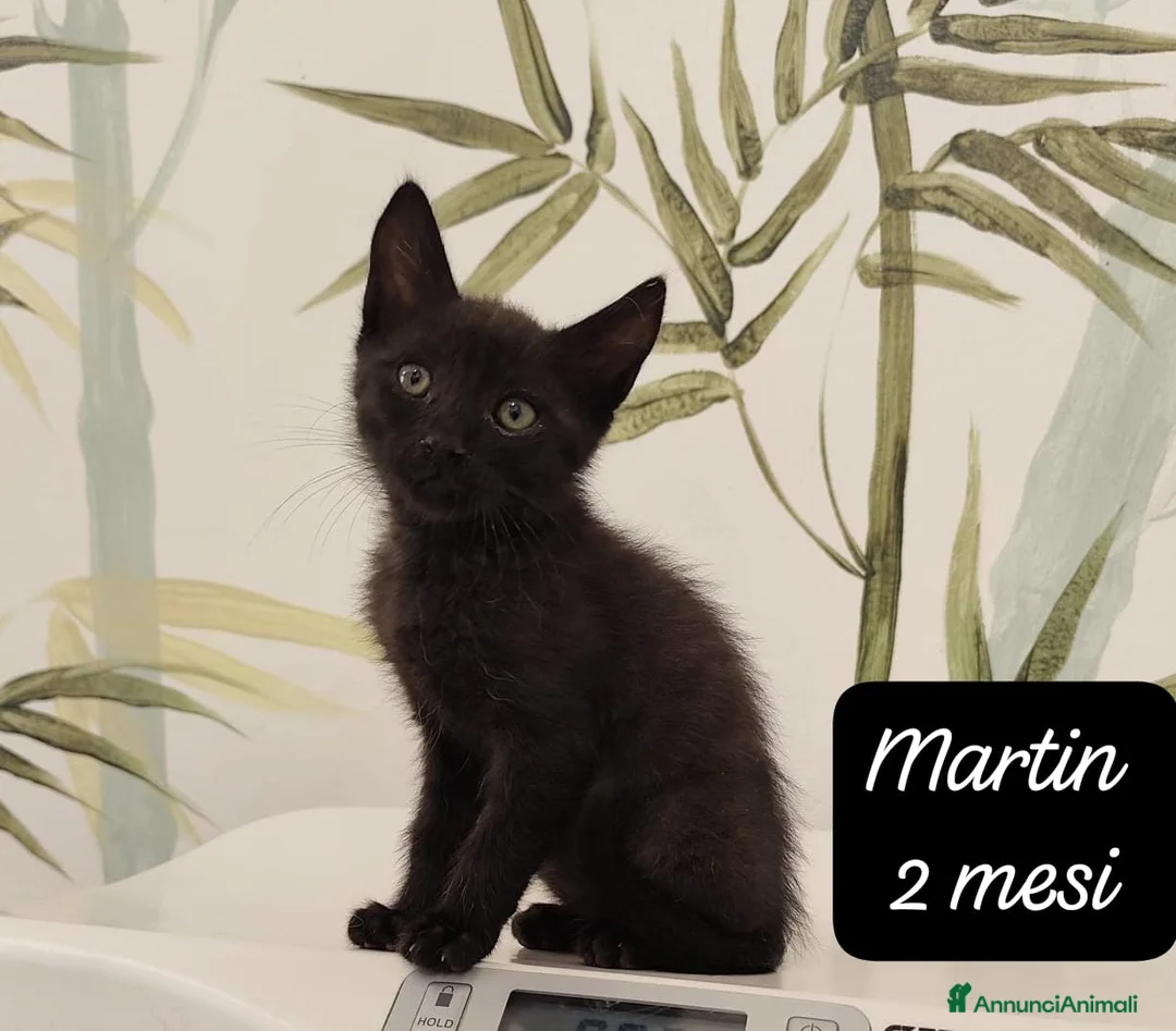 Meticcio gatti in regalo: Urgenti famiglie per questi gattini  a Provincia di Monza e della Brianza - Annuncio 1