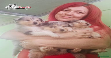 Collie cani a Provincia di Viterbo - Annuncio 10