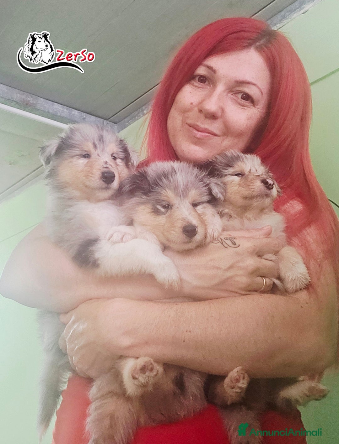 Collie cani in vendita: Collie pastore scozzese  a Provincia di Viterbo - Immagine 3
