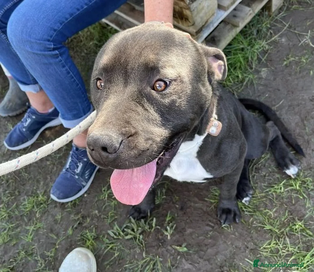 Pitbull cani in regalo: Magico Tyson a Provincia di Latina - Annuncio 4