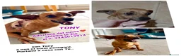 Pinscher Miniatura cani in regalo: TONY 💙 una seconda occasione per vivere  - Annuncio 4