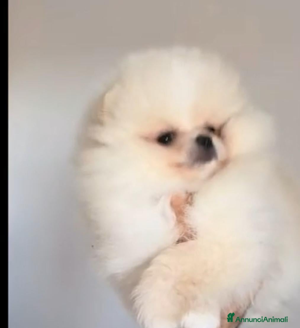 Volpino Pomerania cani Volpini spitz pomerania toy - Annuncio 2