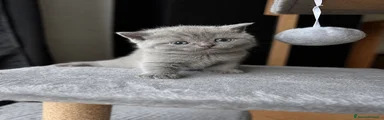 British Gattino 4