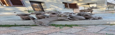 Weimaraner Cucciolo 5