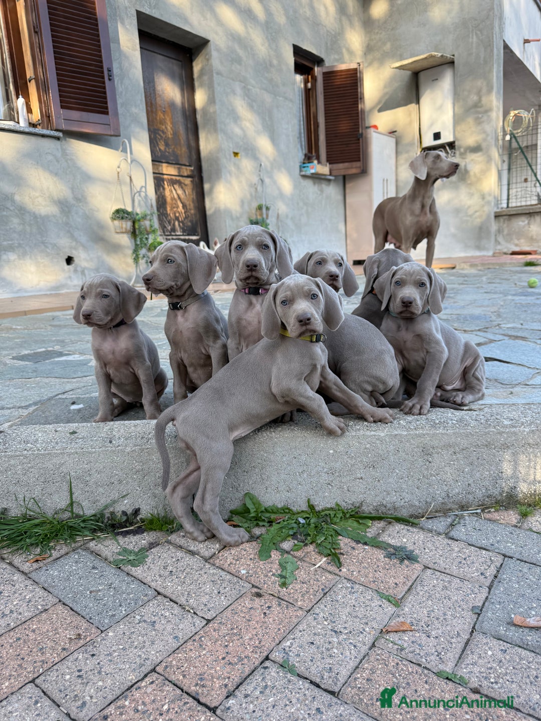 Weimaraner cani in vendita: Cucciole di weimaraner con pedigree Enci - Annuncio 2