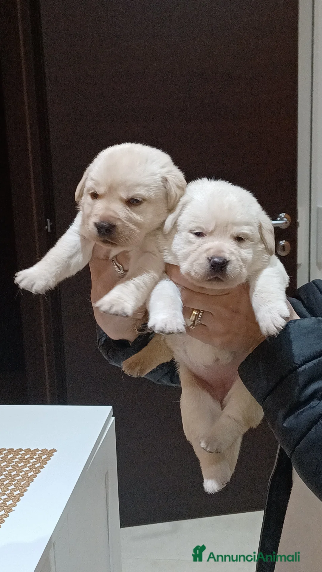 Labrador cani in vendita: Labrador miele con pedigree  a Città metropolitana di Roma Capitale - Annuncio 2